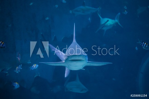 Picture of A silvertip shark swimming toward camera in a blue water aquarium in Singapore